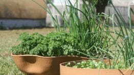 Aprenda a Produzir Hortaliças em Pequenos Espaços (curso EMBRAPA com vagas limitadas)