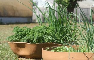 Aprenda a Produzir Hortaliças em Pequenos Espaços (curso EMBRAPA com vagas limitadas)
